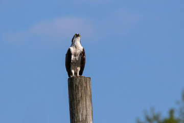 Western osprey  (Pandion haliaetus) sitting on a wooden pole