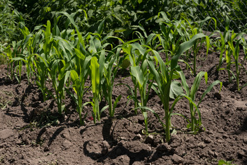 Young green corn seedlings in spring on agricultural field