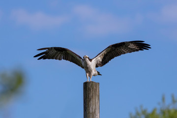 Western osprey  (Pandion haliaetus) sitting on a wooden pole