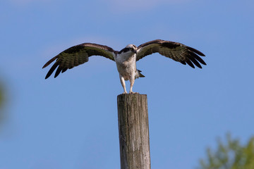 Western osprey  (Pandion haliaetus) sitting on a wooden pole