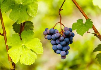 Cold climate grapes