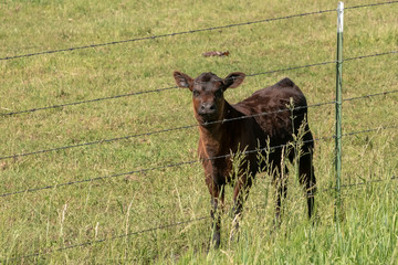 black Angus calf grazing on a green meadow
