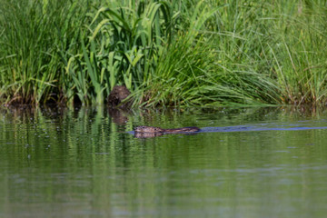  Muskrat (Ondatra zibethicus) in the water