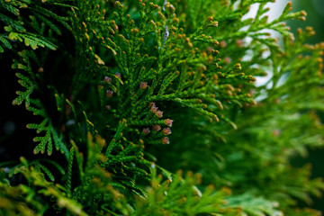 green tree in the garden