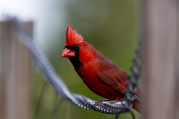  Male Northern cardinal (Cardinalis cardinalis) on  back yard