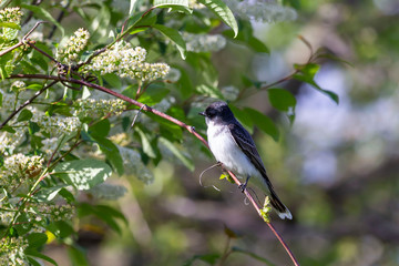  Eastern kingbird (Tyrannus tyrannus) sitting on a branch of a bush