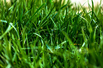 green grass