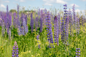 Blooming lupine flowers. A field of lupines. Sunlight shines on plants. Violet spring and summer flowers. Gentle warm soft colors, blurred background.
