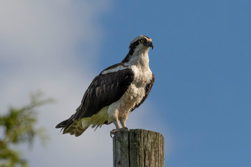 Western osprey  (Pandion haliaetus) sitting on a wooden pole