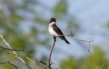  Eastern kingbird (Tyrannus tyrannus) sitting on a branch of a bush