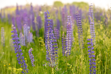 Blooming lupine flowers. A field of lupines. Sunlight shines on plants. Violet spring and summer flowers. Gentle warm soft colors, blurred background.