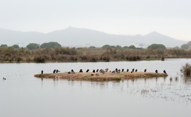 Remolar natural reserve in Barcelona, Catalonia, Spain.