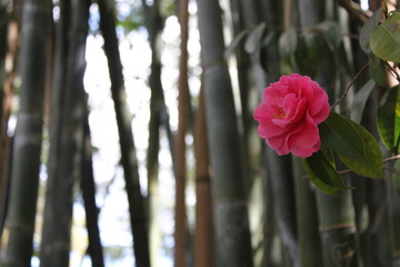 Camelia foreground bamboo background