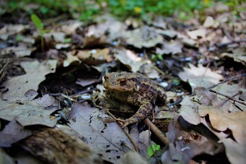 Brown toad with red eyes hiding between the leaves in the forest in autumn