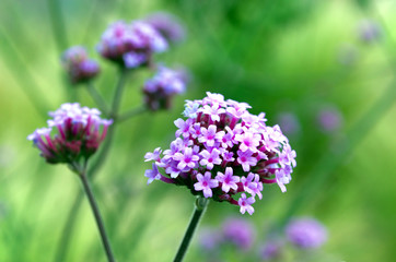 Fototapeta premium Purple verbena flower on the blurred vivid green background in the garden