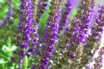Obraz premium Fresh blue and purple flowers of sage is blooming in the green field. Front view close up.
