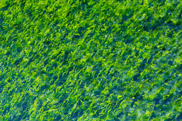Green algae background close up view