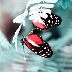 Heliconius melpomene .Butterfly