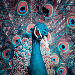 Peacock Closeup