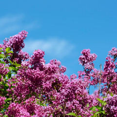 Lilac Bush Over blue sky