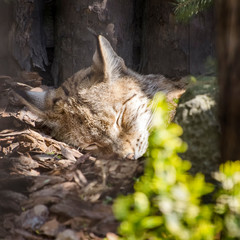 Sleeping Lynx in Sunny Day