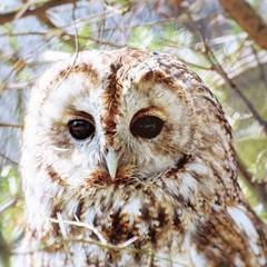 Single Owl in Branches