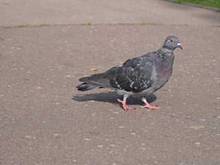 Big pigeon on the city street. Funny abstract photo