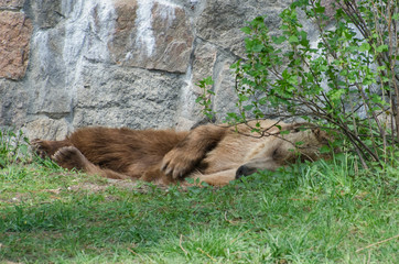 Sleeping Bear in Grass