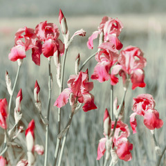Pink Iris Flowers