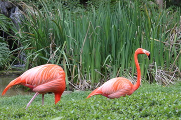 Flamingos