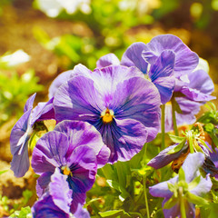 Pansy Flowers