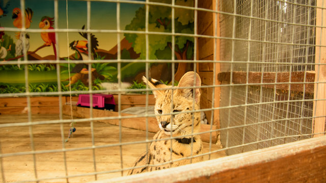 Serval In A Cage" Images – Browse 4 Stock Photos, Vectors, and Video |  Adobe Stock