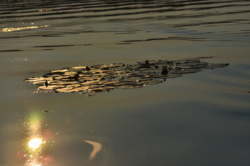 Water Lily leaves on the lake in the sunset.