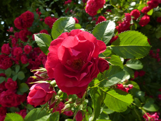 Beautiful roses bloomed in the city park.