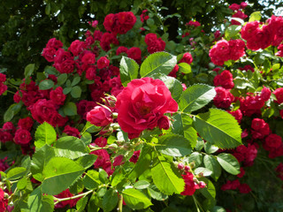 Beautiful roses bloomed in the city park.