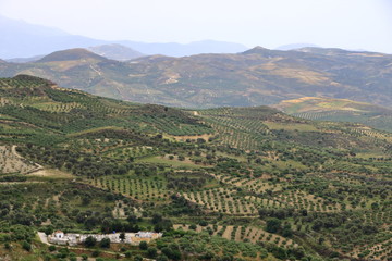 Fototapeta premium Olive plantations Crete ,Greece, Europe