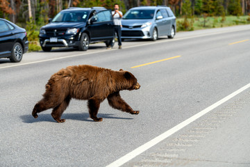 Dangerous wildlife encounter with an american black bear (Ursus americanus) coming out of the woods, and running through the road between the cars on Icefields Parkway in the Banff National Park