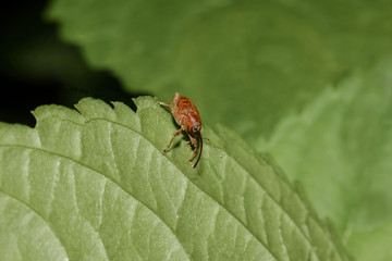 Käfer Haselnussbohrer