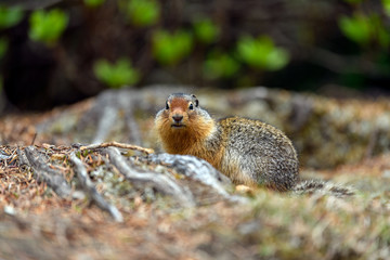 Naklejka na ściany i meble Columbian ground squirrel (Urocitellus columbianus) in Glacier National Park, Rogers Pass area