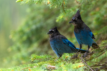 Steller's jay (Cyanocitta stelleri) perching on fir bough in Glacier National Park, British Columbia, Canada