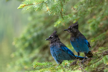 Steller's jay (Cyanocitta stelleri) perching on fir bough in Glacier National Park, British Columbia, Canada