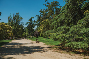 Dirt pathway passing through trees in a garden of Madrid