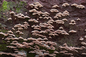 Mushrooms and mold are creatures in the fungi kingdom