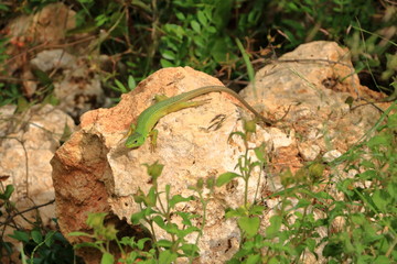 Balkan green lizard, Lacerta trilineata, Crete, Greece