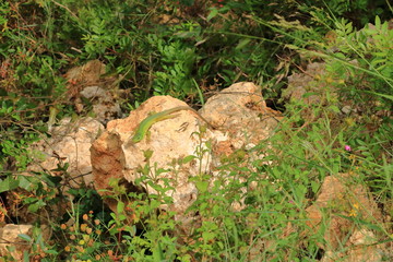 Balkan green lizard, Lacerta trilineata, Crete, Greece