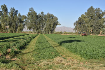 harvesting alfalfa field