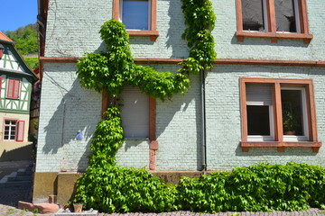 Fototapeta na wymiar Dekorative Eingrünung mit wildem Wein (Parthenocissus quinquefolia) in Form eines Kletterers an der Fassade einem älteren Wohngebäude