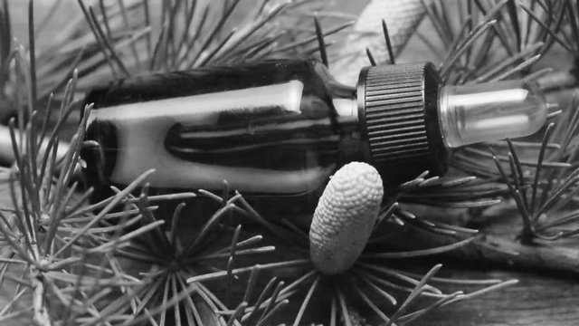 Pinus ft7109_0235