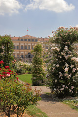 villa reale e piante di rose monza in italia, royal villa and rose plants in monza city in italy	