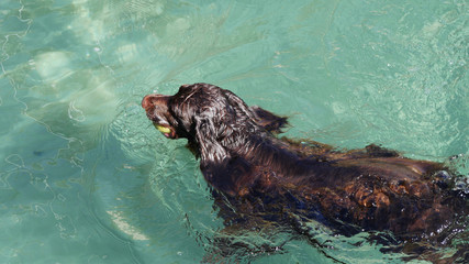 Happy spaniel dog swimming after a ball in beautiful clean turquoise sea water